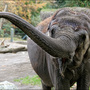 Seattle's surviving elephant in Okla. City recovers from attacks, injuries