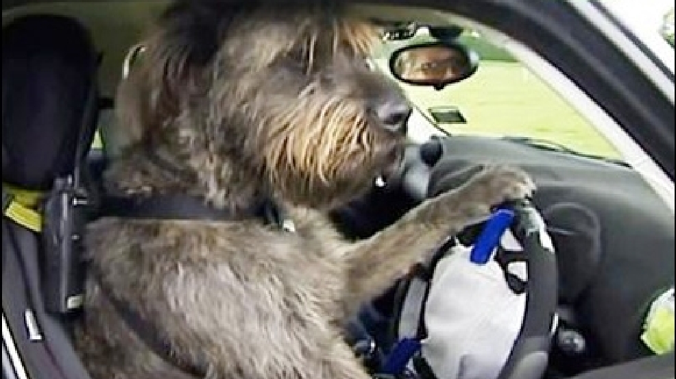 121205_dogsdrive.jpg