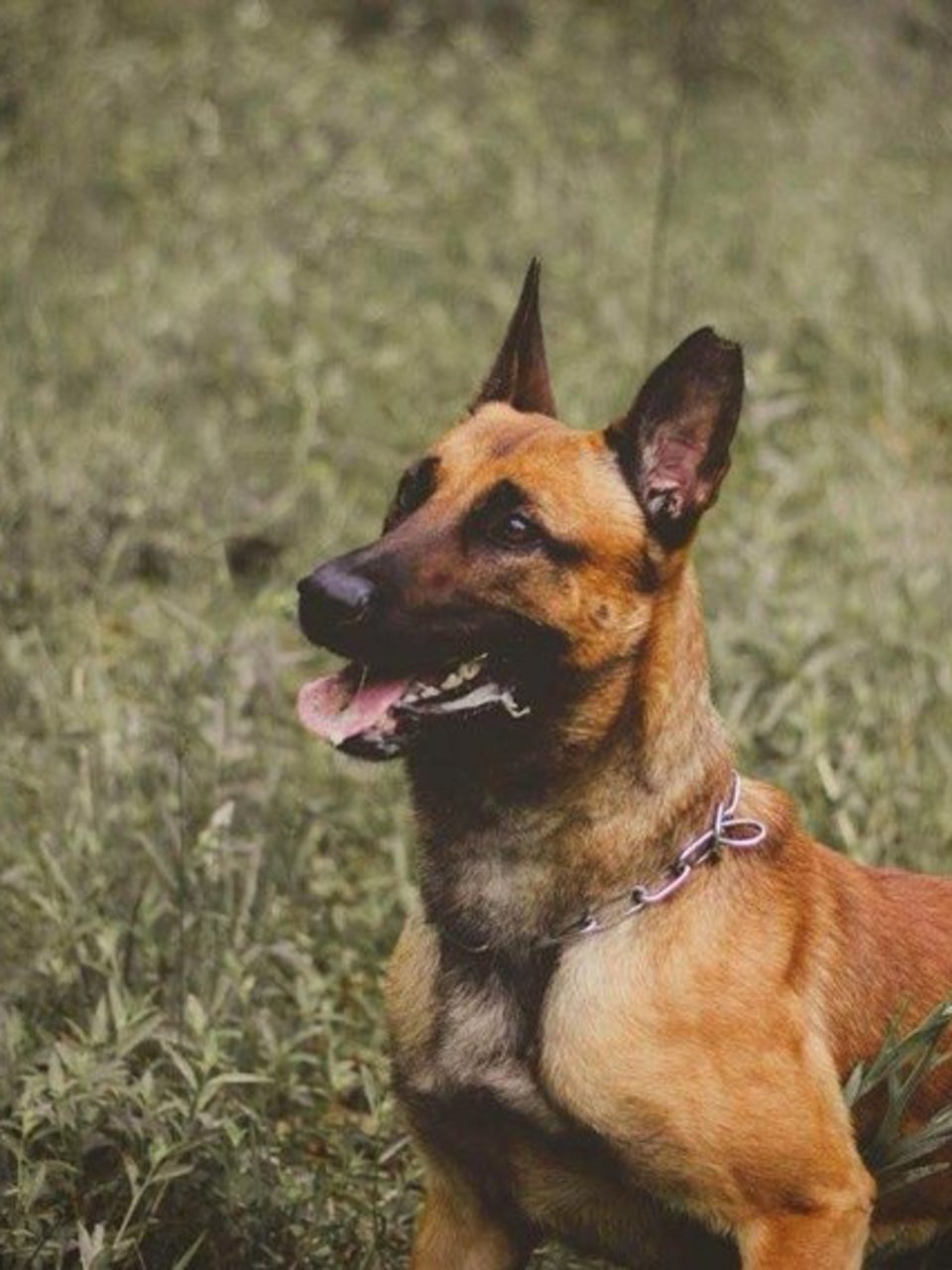 memorial service for dog