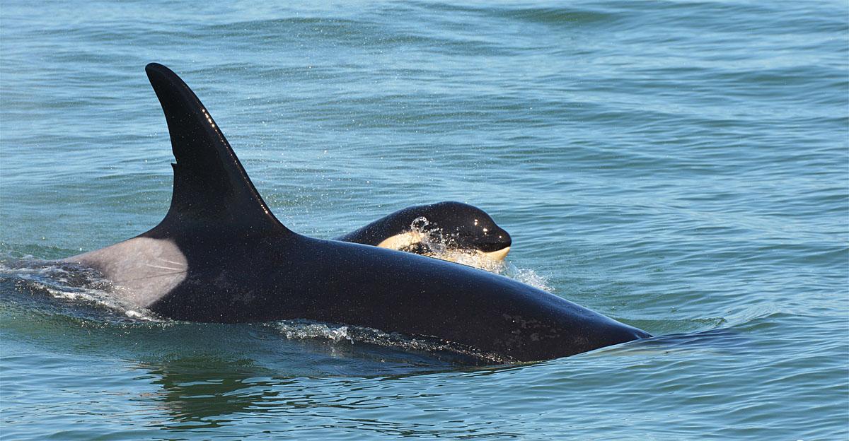 Photos 'The Kids are Alright' 8 killer whale calves doing well KOMO