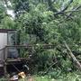 Asheville family needs help after large tree falls on its home