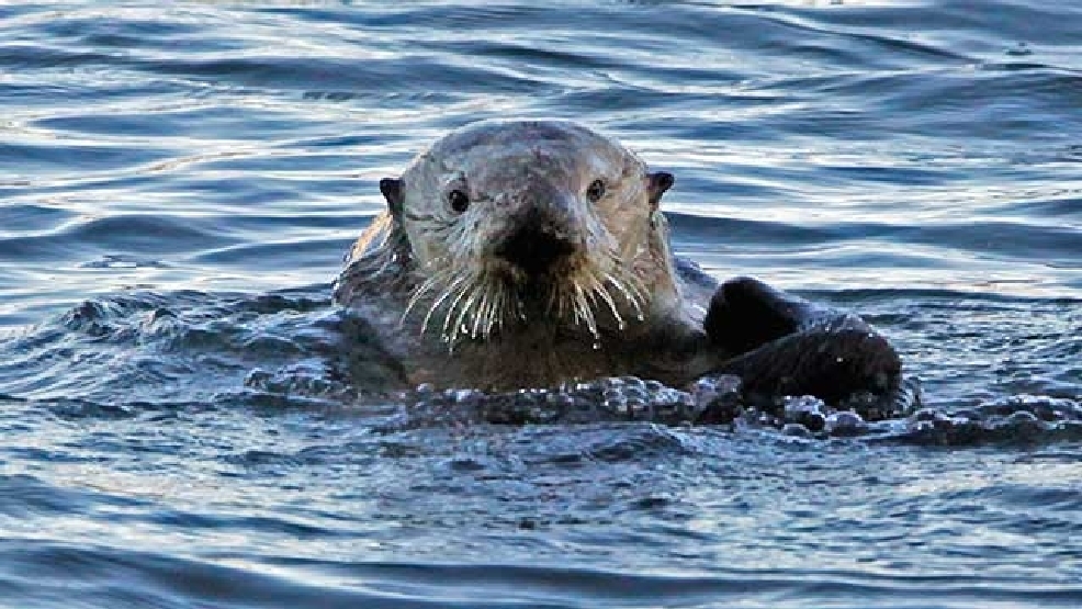 Bill would allow otter hunting in Rhode Island WJAR