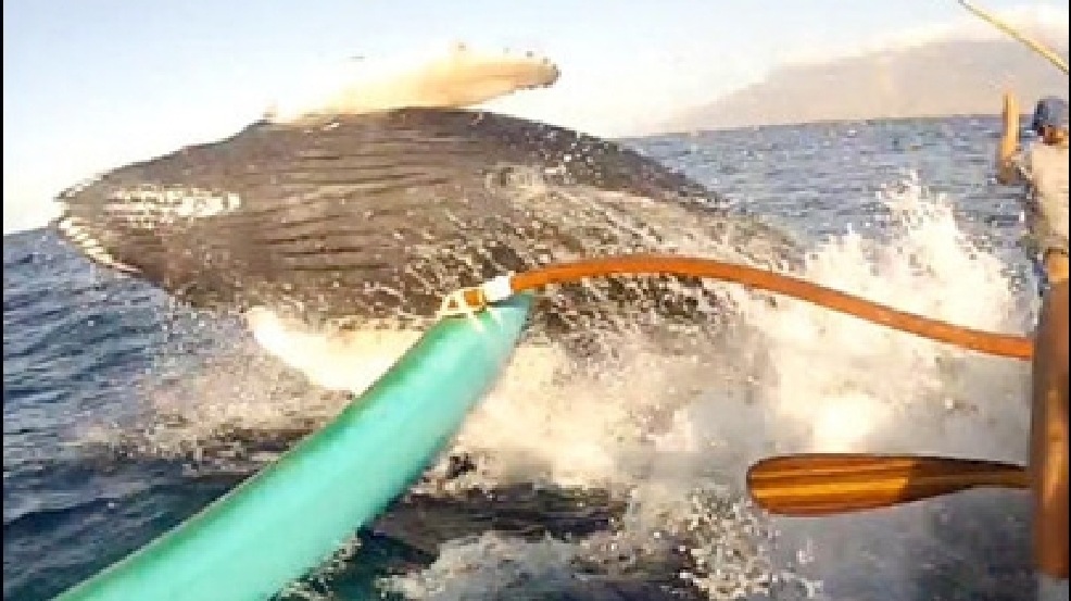 130205_canoewhale.jpg