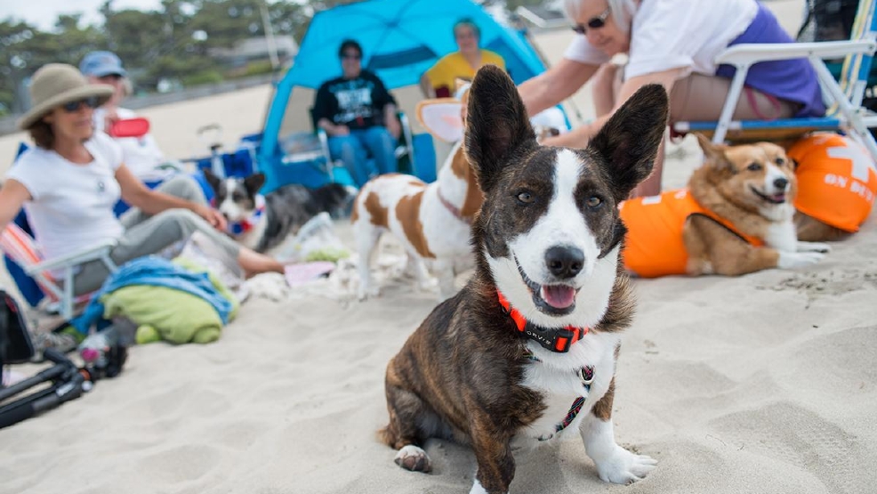 Photos Oregon Beach Day benefiting the Oregon Humane Society KATU