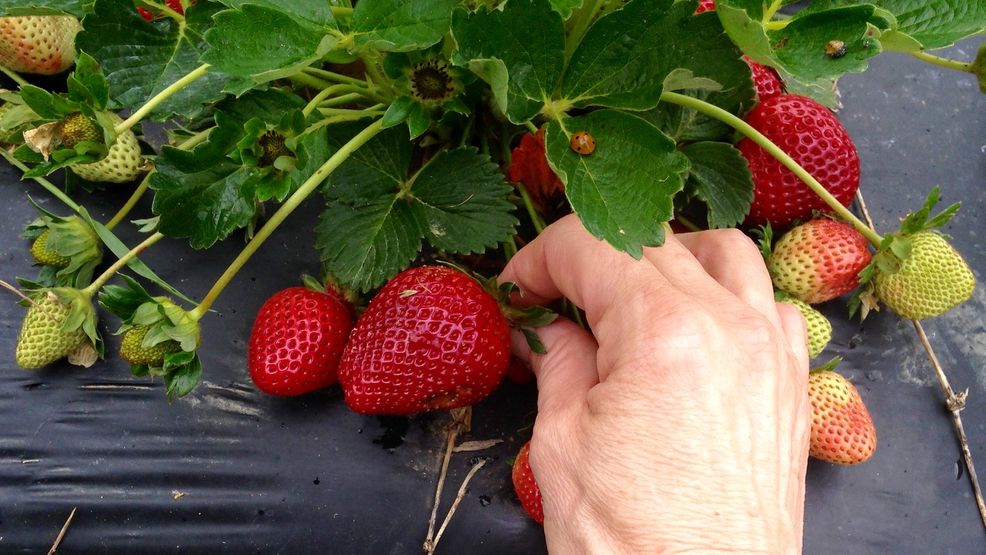 Fresh Tennessee strawberries are ripe and ready to be picked despite COVID19 effect WZTV