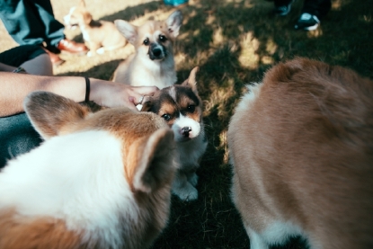 pacific northwest corgis