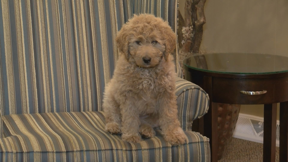 hamlett dobson pet cremation