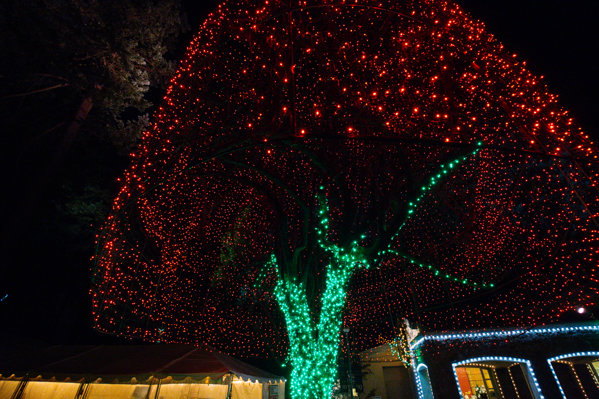 Photos: The Grotto's Christmas Festival of Lights | Seattle Refined