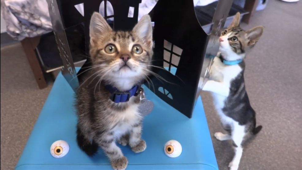 'Haunted Kitten Mansion' calls attention to the influx of homeless cats