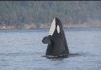 J2 orca taken in 2007 (Photo: Center for Whale Research) orca_j2_05.jpg