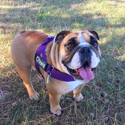 famous english bulldog instagram